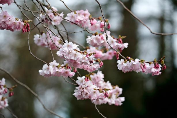 Foto: Jens Dresling/POLFOTO