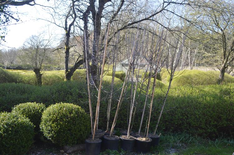 Her er æbletræerne, parate til at blive plantet hos familie og venner. Foto: Søren Ryge Petersen