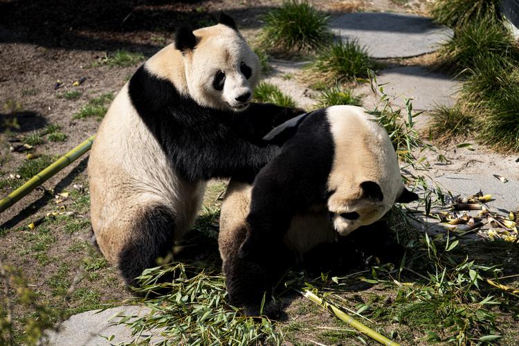 Pandaerne i Københavns Zoo forsøger at parre sig. Foto: Ida Guldbæk Arentsen/Ritzau Scanpix