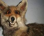 ræv