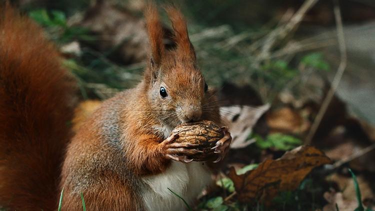 Iscenesættelsen er tydelig i mange af scenerne i ’Vilde vidunderlige Danmark’, hvor vi ser dyr i mange livsafgørende øjeblikke filmet fra flere kameravinkler og helt tæt på.  Foto: DR 