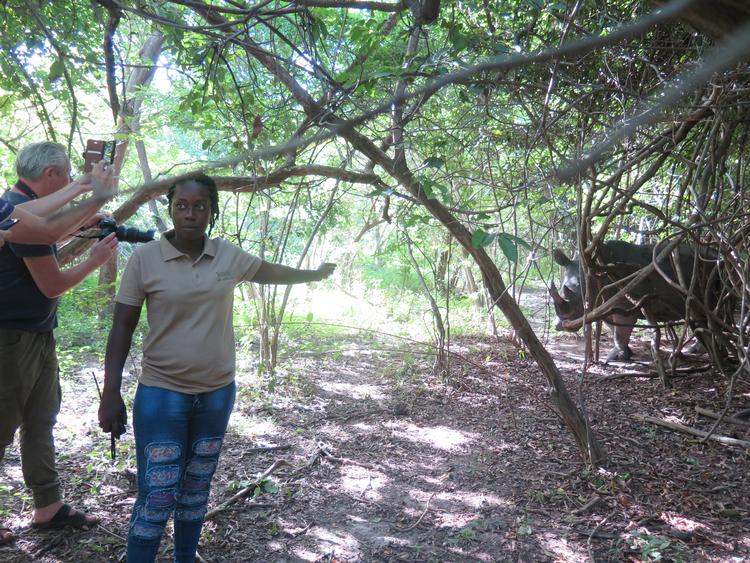 Guiden Mariétou Goudiaby præsenterer os for næsehornet, der har en fortid som hustrumorder. Næsehornet gør os dog ikke noget, selv om vi er tæt på. Foto: Poul Husted