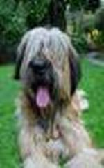 briard-92cion