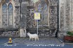 Geder har indtaget walisiske Llandudno, hvor de er set æde løs af buske og prydplanter. Foto: Carl Recine/Ritzau Scanpix