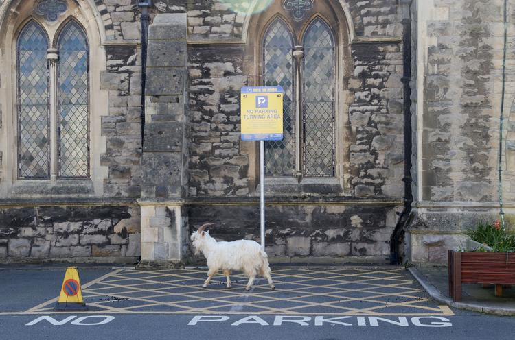 Geder har indtaget walisiske Llandudno, hvor de er set æde løs af buske og prydplanter. Foto: Carl Recine/Ritzau Scanpix