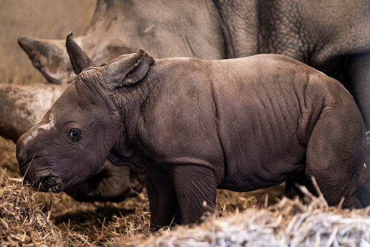 De besøgende i Københavns Zoo får bl.a. mulighed for at se denne næsehornsunge, der kom til verden i sidste uge.  Foto: Niels Christian Vilmann/Ritzau Scanpix