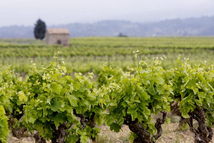 Arkivfoto Thomas Borberg