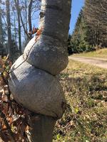 Træet har en mærkelig facon. Privatfoto 