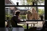  Københavns Zoo er blandt de zoologiske haver, der planlægger at åbne 1. maj.  Foto: Emma Sejersen/POLFOTO