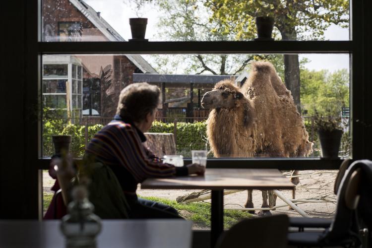 Københavns Zoo er blandt de zoologiske haver, der planlægger at åbne 1. maj.  Foto: Emma Sejersen/POLFOTO