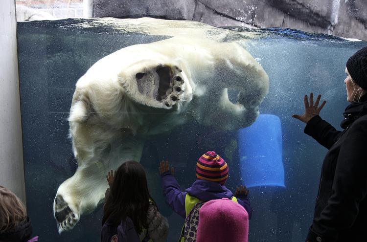 Den Arktiske Ring med isbjørnene i Zoologisk Have i København fotograferet i 2014. Foto: Jens Dresling/POLFOTO