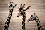 Girafferne i Københavns Zoo skal muligvis vente lidt længere på besøg fra gæster.  Foto: Joachim Adrian (arkivfoto)/POLFOTO