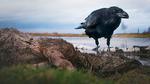 Naturen er ikke bevidst om sig selv – den er bare natur. Hos mennesker kan musik i skildringen af naturen fremkalde bestemte følelser. Her har en ravn fundet et ådsel. Foto: DR/Mastiff TV