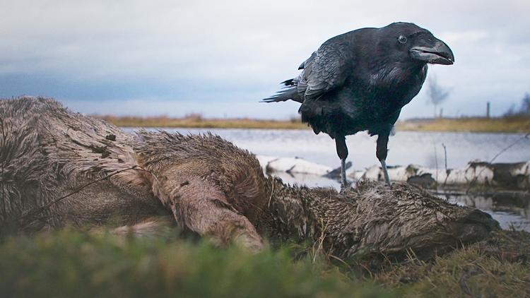 Naturen er ikke bevidst om sig selv – den er bare natur. Hos mennesker kan musik i skildringen af naturen fremkalde bestemte følelser. Her har en ravn fundet et ådsel. Foto: DR/Mastiff TV