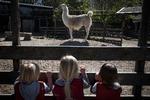 Lamaen er spændende for de tre børnehavepiger Helene, Ea og Luna. Foto: Jens Hartmann Schmidt/POLFOTO