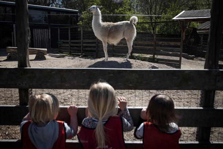 Lamaen er spændende for de tre børnehavepiger Helene, Ea og Luna. Foto: Jens Hartmann Schmidt/POLFOTO