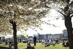     Københavnere nyder det varme forårsvejr på Island Brygge i København.  Foto: Martin Sylvest/Ritzau Scanpix