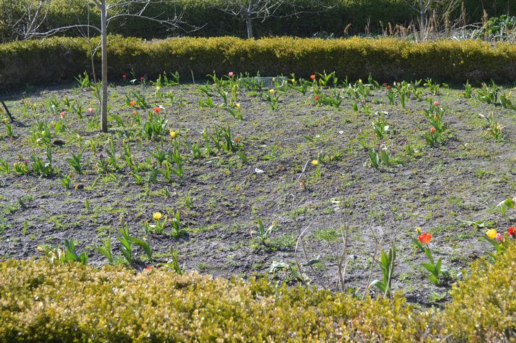 Det sørgelige syn af tulipanmarken, som fik Søren Ryge til at sætte alt ind på at finde synderen. Her skulle have stået et farvestrålende hav af 2000 tulipaner. Foto: Søren Ryge Petersen 