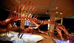 Et skeletmodel af en Spinosaurus ses her på det naturhistoriske museum Museum für Naturkunde i Berlin. Foto: Hannibal Hanschke/Ritzau Scanpix
