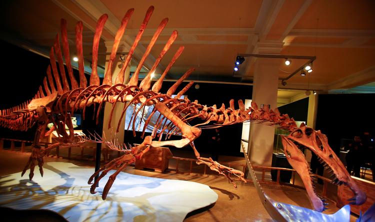 Et skeletmodel af en Spinosaurus ses her på det naturhistoriske museum Museum für Naturkunde i Berlin. Foto: Hannibal Hanschke/Ritzau Scanpix