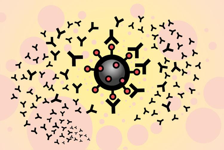 Et forskerhold har fundet et antistof, der kan binde sig til de pigge, som coronavirus bruger til at låse sig ind i vores celler. Det virker i laboratoriets kunstige verden og vækker håb om, at det måske også kan blive en behandling, som virker i mennesker. Foto: Jens Mørch