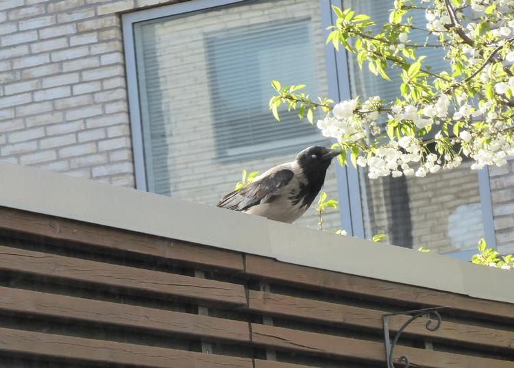Denne krage besøger jævnligt en læsers have. Privatfoto 