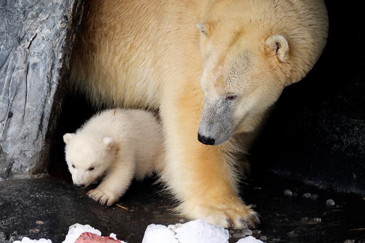 Måske bliver det snart muligt for publikum at komme ind og se isbjørnene   I Københavns Zoologiske Have. Foto: Jens Dresling/POLFOTO