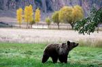 Naturparken Yellowstone var en af de rejsedrømme, som fik 14-årige Marcus til at ønske sig en rejse med familien i stedet for en klassisk konfirmationsfest. Nu er rejsen aflyst, og familien risikerer med en politisk aftale i går at 60.000 kroner bliver bundet i rejsebureauet i et helt år. Så er der heller ikke råd til ferie i Danmark eller en anden fejring. Foto: Alan Rogers/Ritzau Scanpix