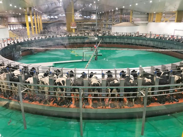 100 køer ad gangen kobles til i verdens største roterende malkemaskine på gården Baladna i Al Khor i Qatar.  Foto: Fra bogen