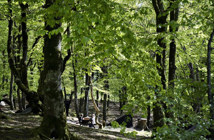 Europa kan ikke kræve, at andre dele af verden redder urskov, hvis EU ikke gør det selv, siger EU-kommissær. Kommissionen lægger op til, at 10 pct. af EU's areal skal være 'strengt beskyttede naturområder'. Foto: Henning Bagger/Ritzau Scanpix