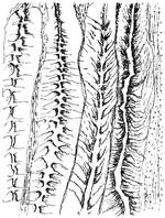Bogen er forsynet med Michaux’ stregtegninger fra eksperimenterne Foto: Illustration fra bogen