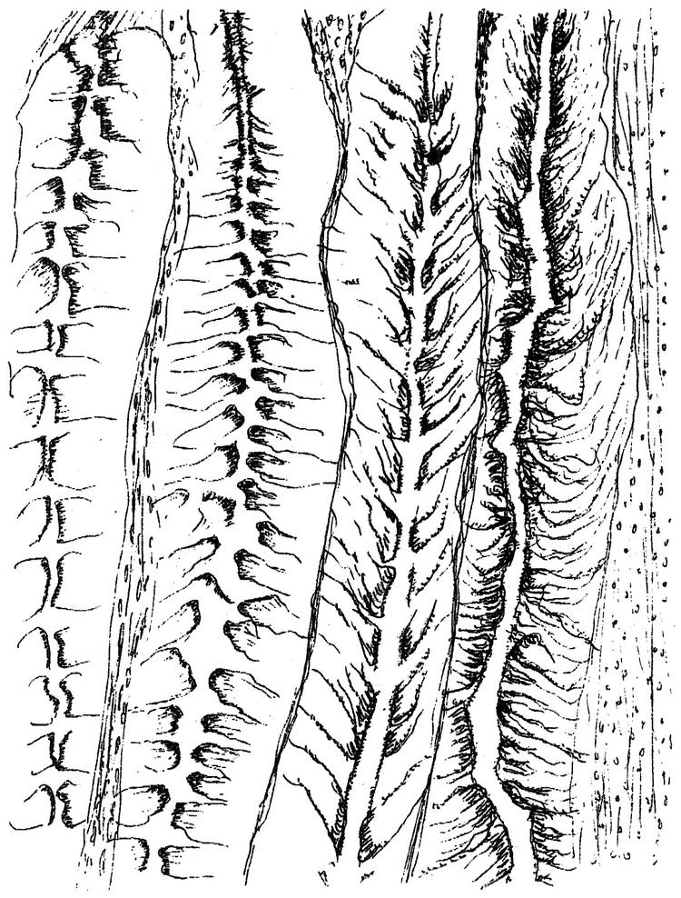 Bogen er forsynet med Michaux’ stregtegninger fra eksperimenterne Foto: Illustration fra bogen