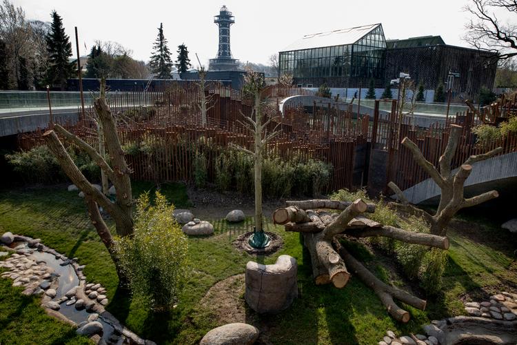 Zoologisk Have i København mangler lige det sidste, før de er klar til at genåbne, og de glæder sig.  Foto: Jacob Ehrbahn/POLFOTO