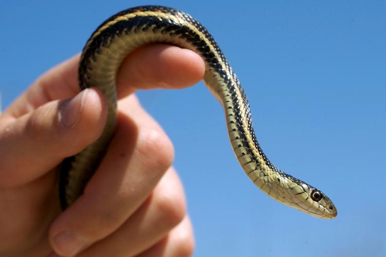 Arkivfoto Fred Greenslade/Ritzau Scanpix