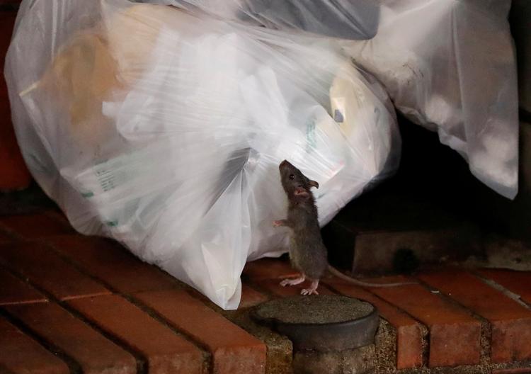 Det er ikke bare i USA, at sultne rotter søger efter føde. Billedet er af en artsfælle fra Kabukicho i udkanten af Tokyo i Japan.  Foto: Issei Kato/Ritzau Scanpix