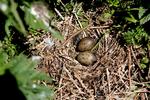    Nok se, men ikke røre i denne tid, hvor der er æg i rederne. Foto: Peter Hove Olesen/POLNATURE