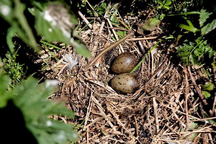    Nok se, men ikke røre i denne tid, hvor der er æg i rederne. Foto: Peter Hove Olesen/POLNATURE