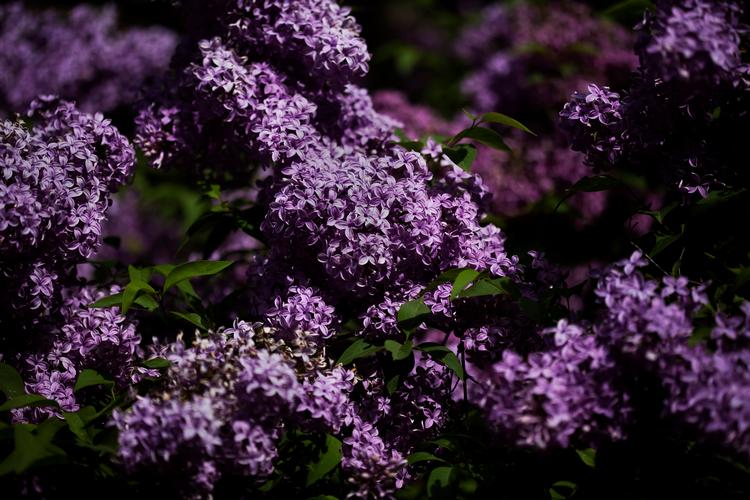 Foto: Astrid Dalum/POLFOTO