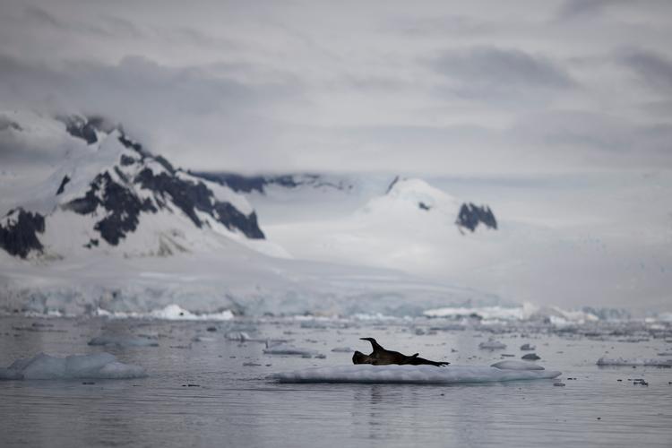 En sæl ses på en isflage nær Fournier Bay, Antarctis.  Foto: Ueslei Marcelino/Ritzau Scanpix