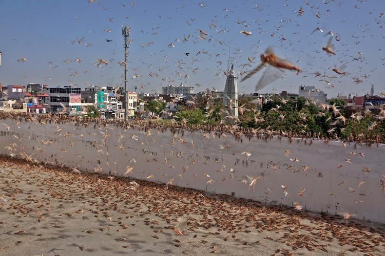 Græshoppesværme hærger i beboelsesområder i Jaipur i den indiske delstat Rajasthan tæt på den pakistanske grænse. Foto: /Ritzau Scanpix