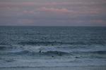 Surfere venter på bølgerne her ved Bondi Beach. Et andet sted i landet døde en surfer lørdag som følge af et hajangreb. Arkivfoto Foto: Loren Elliott/Ritzau Scanpix