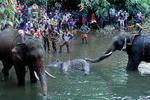 Folk samles for at se den døde elefant i Velliyar floden i Kerala. Elefanten døde, efter den havde spist frugt, der var fyldt med sprængstof. Manden ville angiveligt holde dyr væk fra sin gummiplantage.  Foto: Str/Ritzau Scanpix