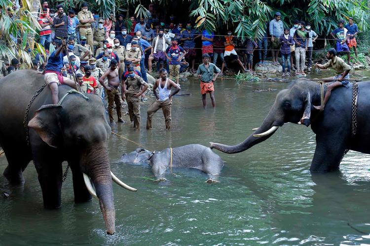 Folk samles for at se den døde elefant i Velliyar floden i Kerala. Elefanten døde, efter den havde spist frugt, der var fyldt med sprængstof. Manden ville angiveligt holde dyr væk fra sin gummiplantage.  Foto: Str/Ritzau Scanpix