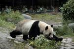 Pandaerne i Københavns Zoologiske Have er en gave fra Kina. Her ses han-pandaen Xing Er. Det er ham, der var på springtur.  Foto: Peter Hove Olesen (arkiv)/POLFOTO