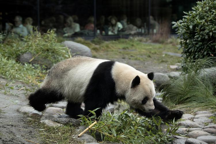 Pandaerne i Københavns Zoologiske Have er en gave fra Kina. Her ses han-pandaen Xing Er. Det er ham, der var på springtur.  Foto: Peter Hove Olesen (arkiv)/POLFOTO