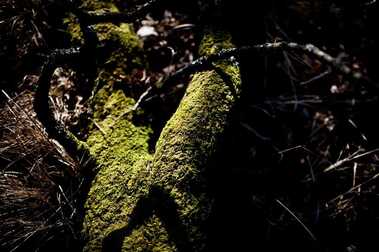 Døde træer, der får lov at ligge i skovbunden og rådne væk, er vigtige for mange sjældne arter. Og der er for lidt dødt ved i skovene i dag. Arkivfoto Ditte Valente
