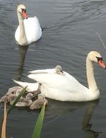 Foto: Bodil Keiding
