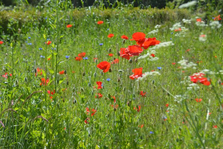 Blomstrende valmuer i Søren Ryges have.  Foto: Søren Ryge Petersen