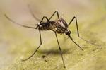 Myggens tynde snabel er cirka 1,5 millimeter lang, og den bruger den til at suge blod fra sine ofre. Snablen er ifølge ny dansk forskning designet på en måde, så den ikke knækker i mødet med vores hud. Det unikke design går igen hos mange mikroorganismer, dyr og planter, som prikker hul, kradser eller river i vores hud og andre overflader. Foto: Pierre Bornand