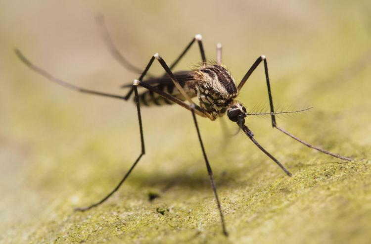 Myggens tynde snabel er cirka 1,5 millimeter lang, og den bruger den til at suge blod fra sine ofre. Snablen er ifølge ny dansk forskning designet på en måde, så den ikke knækker i mødet med vores hud. Det unikke design går igen hos mange mikroorganismer, dyr og planter, som prikker hul, kradser eller river i vores hud og andre overflader. Foto: Pierre Bornand